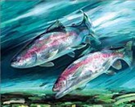 Returning to the native waters of the Moyola